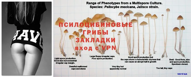 Псилоцибиновые грибы GOLDEN TEACHER  где купить наркоту  Менделеевск 